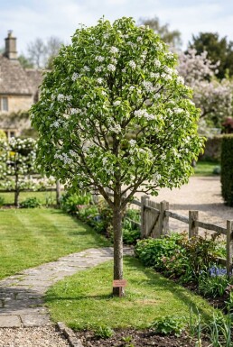 Pyrus communis 'Beurré Hardy' Halfstam