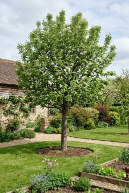 Pyrus communis 'Beurré Hardy' Halfstam