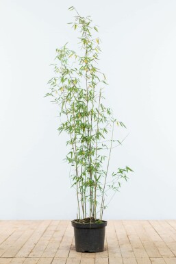 Bamboe Fargesia murieliae Jiuzhaigou Haag 100-125 Kluit