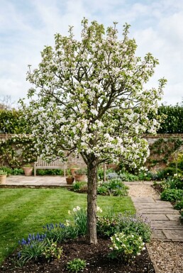 Pyrus communis 'Clapp's Favourite' Halfstam
