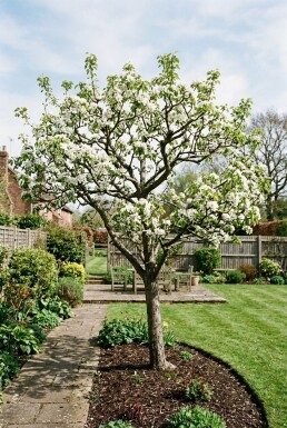 Pyrus communis 'Clapp's Favourite' Halfstam