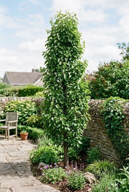 Pyrus communis 'Decora' Beveerd