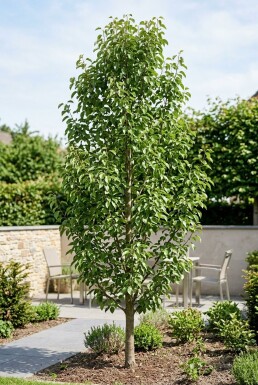 Pyrus communis 'Decora' Beveerd