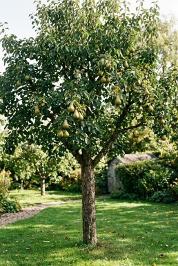 Pyrus communis 'Doyenné du Comice'