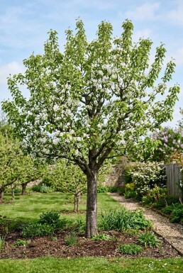 Pyrus communis 'Doyenné du Comice' Halfstam