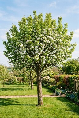 Pyrus communis 'Doyenné du Comice' Halfstam