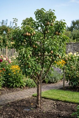 Pyrus communis 'Gieser Wildeman' Laagstam draagbeugel