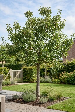 Pyrus communis 'Gieser Wildeman' Halfstam