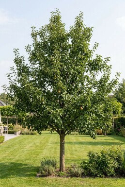 Pyrus communis 'Gieser Wildeman' Halfstam