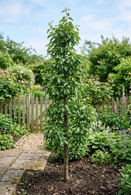 Pyrus communis 'Obelisk' Beveerd