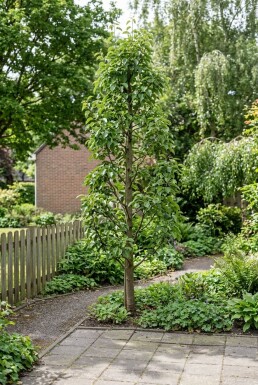Pyrus communis 'Obelisk' Beveerd