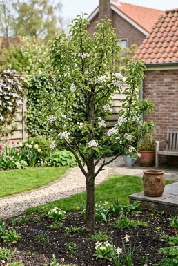 Pyrus communis 'Triomphe de Vienne' Laagstam