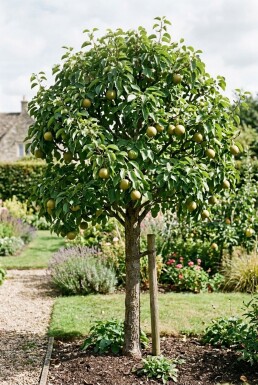 Pyrus pyrifolia 'Nijisseiki' Halfstam