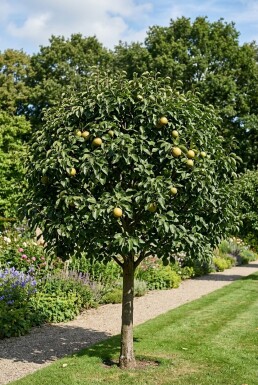 Pyrus pyrifolia 'Nijisseiki' Halfstam