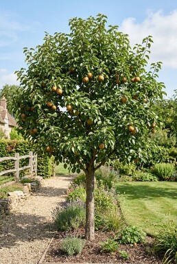 Pyrus pyrifolia 'Shinseiki' Halfstam