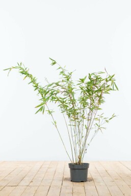 Bamboe / Fargesia Murieliae Jumbo 60-80 cm