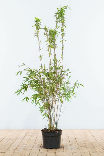 Bamboe / Fargesia Murieliae Jumbo 100-125 cm