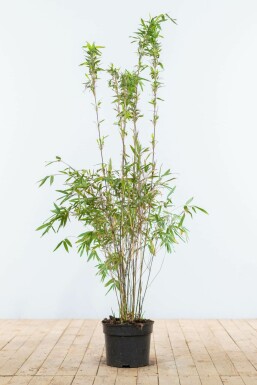 Bamboe / Fargesia Murieliae Jumbo 100-125 cm