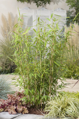 Bamboe / Fargesia Murieliae Jumbo 100-125 cm