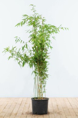 Bamboe / Fargesia Murieliae Jumbo 125-150 cm