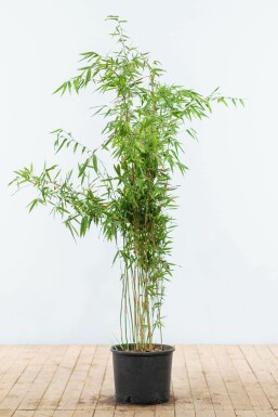 Bamboe Fargesia murieliae Jumbo Haag 125-150 Kluit