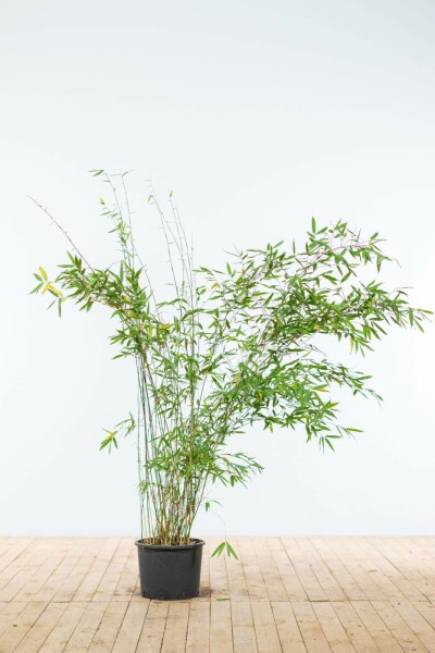 Bamboe / Fargesia Murieliae Jumbo 150-175 cm