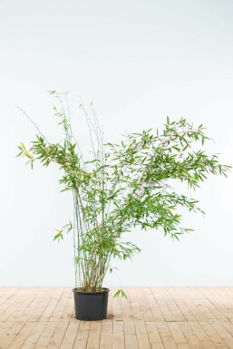 Bamboe / Fargesia Murieliae Jumbo 150-175 cm