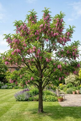 Robinia margaretta 'Casque Rouge' Beveerd