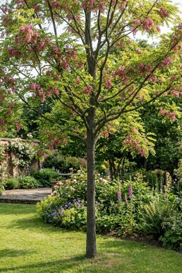 Robinia margaretta 'Casque Rouge' Beveerd