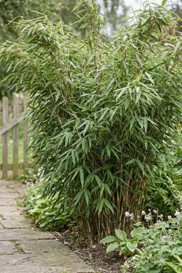 Bamboe / Fargesia Murieliae Jumbo 175-200 cm - Pot