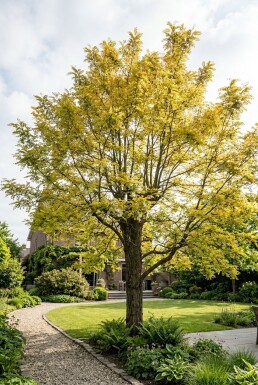 Robinia pseudoacacia 'Frisia' Beveerd
