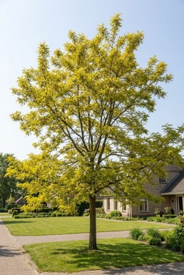 Robinia pseudoacacia 'Frisia' Beveerd