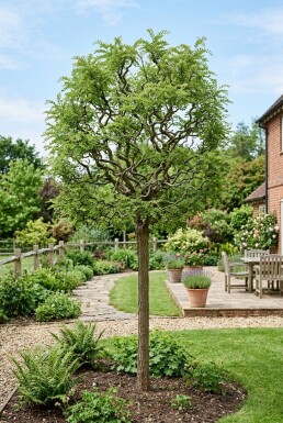 Robinia pseudoacacia 'Lace Lady' Halfstam