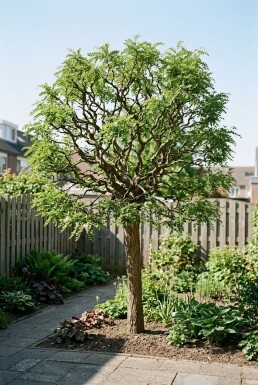 Robinia pseudoacacia 'Lace Lady' Halfstam