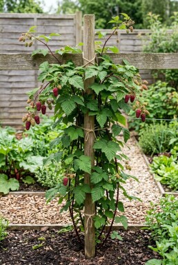 Rubus loganobaccus Stok