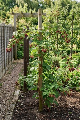 Rubus loganobaccus 'Loganberry' Stok