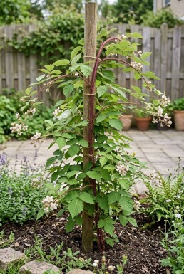 Rubus phoenicolasius Stok