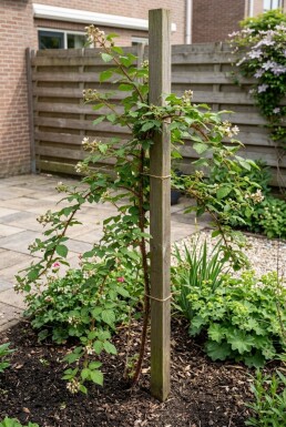 Rubus phoenicolasius Stok