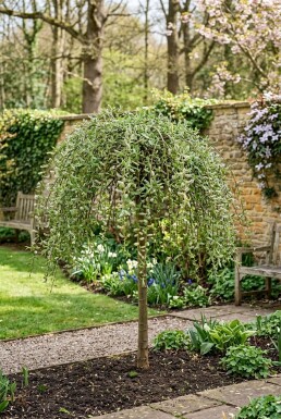 Salix caprea 'Kilmarnock' Halfstam