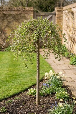 Salix caprea 'Kilmarnock' Halfstam