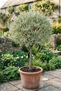Salix helvetica Op stam