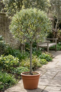 Salix helvetica Op stam