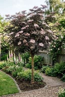 Sambucus nigra 'Black Lace' Halfstam