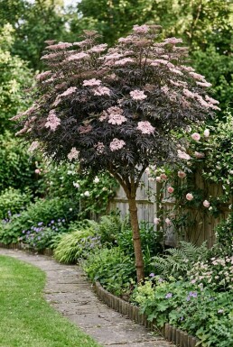 Sambucus nigra 'Black Lace' Halfstam
