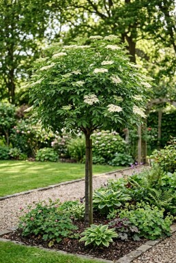 Sambucus nigra 'Korsør' Stok