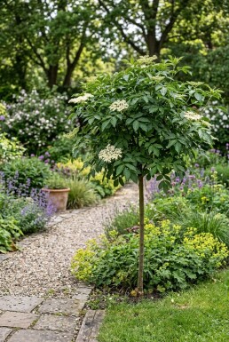 Sambucus nigra 'Korsør' Stok