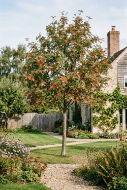 Sorbus arnoldiana 'Pink Veil' Halfstam