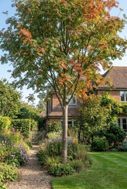 Sorbus arnoldiana 'Pink Veil' Halfstam