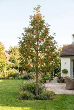 Sorbus aucuparia 'Autumn Spire' Halfstam