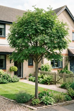 Sorbus 'Red Robin' Halfstam